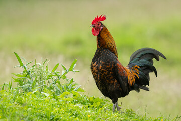 A rooster standing on a meadow outside on a farm