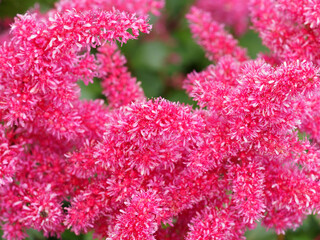 Astilbe Japonica 'Bremen' ou astilbe du Japon aux courtes tiges florales et décoratives de panachées de minuscules fleurs d'aspect plumeux rose