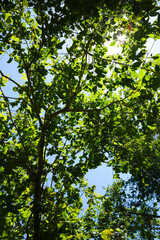 Trees canopy in the forest