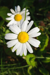 Fototapeta premium fresh white daisy with dewdrops or after rain on green meadow gras background, close-up top view, vertical outdoors stock photo image