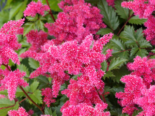 Astilbe Japonica ou astilbe du Japon aux panaches rouge et rose de fleurs minuscules dans un...