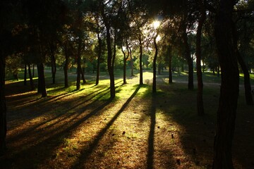 Fototapeta premium Trees with their shadows in a small forest