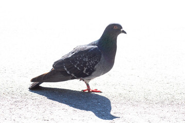 Gray Feral pigeon standing, side view