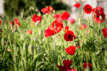 Red poppies on a garden bed.
