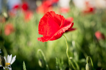 Lonely poppy on a green lawn
