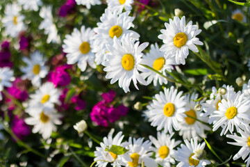 Bed with daisies in the garden
