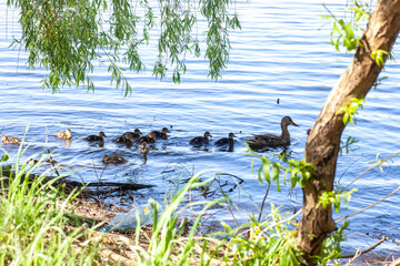 Wild Mallard duck with little ducklings swims in lake