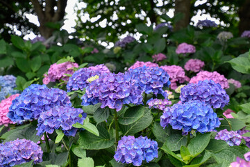 hydrangea flowers