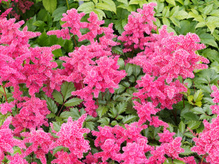 Astilbe Japonica 'Bremen' ou astilbe du Japon aux courtes tiges florales et décoratives de panachées de minuscules fleurs d'aspect plumeux rose