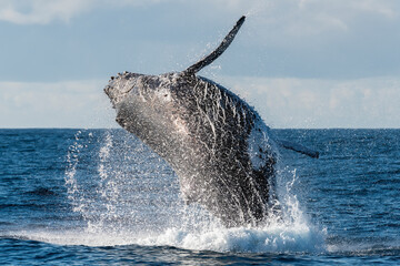 Humpback whale breaching, east coast of South Africa. © wildestanimal
