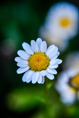 Fototapeta premium daisy flower closeup