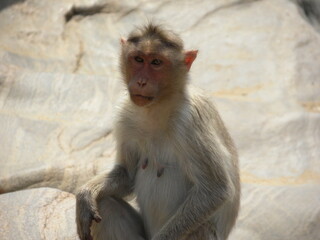 Bonnet macaque monkey