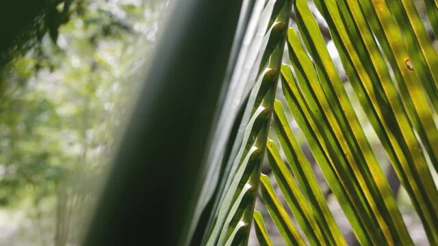 coconut palm tree leaf swing on wind close up