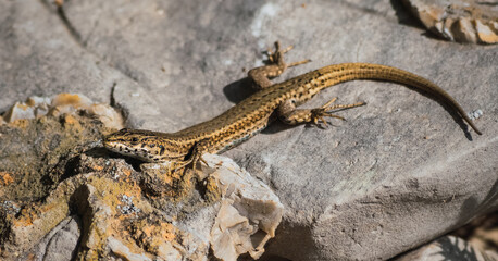Lagartija en una piedra.