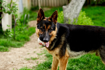 German shepherd stabding on the grass in the park.