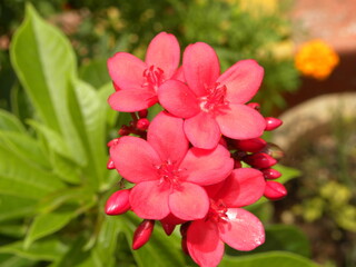 Red color Nerium oleander flowers