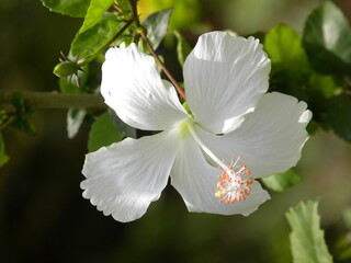 White Hibiscus flower
