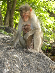 Fototapeta na wymiar Bonnet macaque monkey with baby
