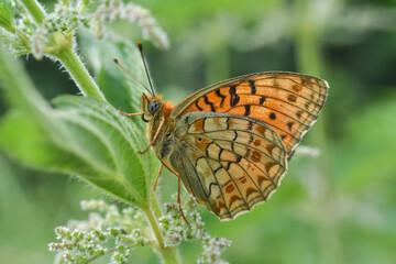 Niobe Fritillary butterfly, Argynnis niobe. Fabriciana niobe beautiful butterfly on wild flowers