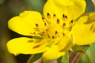 close up on flowers in nature