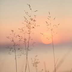 Fototapeta Selective soft focus of beach dry grass, reeds, stalks at pastel sunset light, blurred sea on background. Nature, summer obraz