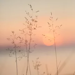 Fotobehang Selectieve zachte focus van droog strandgras, riet, stengels bij pastel zonsonderganglicht, wazige zee op de achtergrond. Natuur, zomer © Natalia