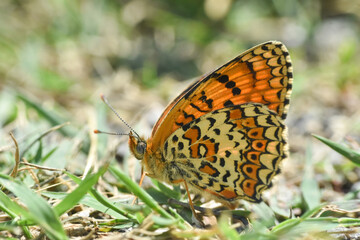 Freyer's fritillary butterfly, Melitaea arduinna. Colorful fritillary butterfly in nature