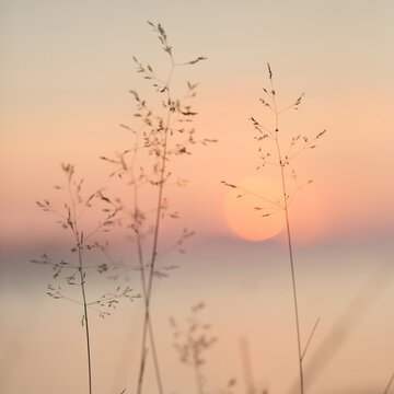 Selective soft focus of beach dry grass, reeds, stalks at pastel sunset light, blurred sea on background. Nature, summer