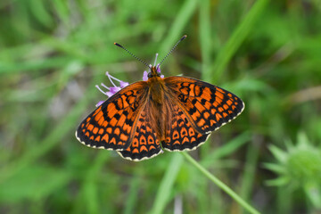 Obraz premium Freyer's fritillary butterfly, Melitaea arduinna. Colorful fritillary butterfly in nature