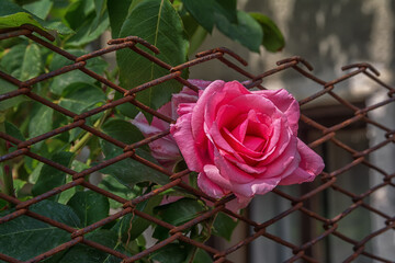 Garden with fresh pink roses