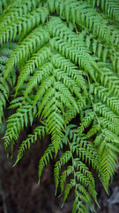 Green bracken fern fronds in layers against dark background