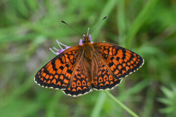Freyer's fritillary butterfly, Melitaea arduinna. Colorful fritillary butterfly in nature