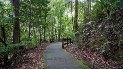 Obraz premium Pathway through the forest with seat. Currumbin Valley