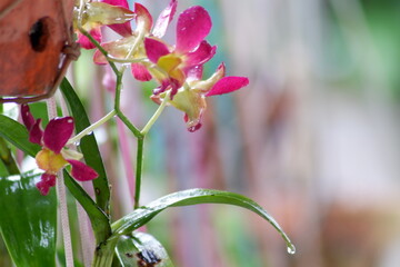 Pink dendrobium orchids flowers on a hanging pot