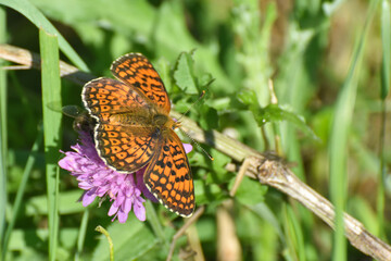 Freyer's fritillary butterfly, Melitaea arduinna. Colorful fritillary butterfly in nature