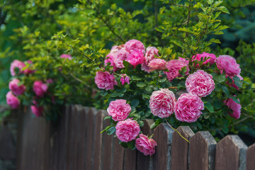 Garden with fresh pink roses