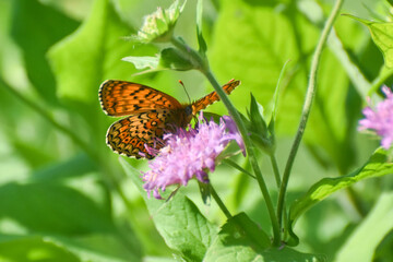 Freyer's fritillary butterfly, Melitaea arduinna. Colorful fritillary butterfly in nature