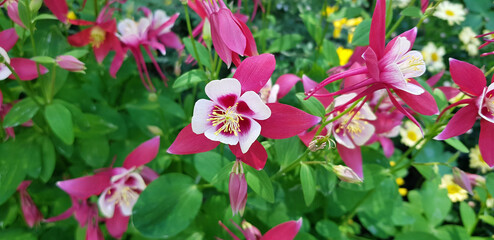 a delicate, mysterious purple flower