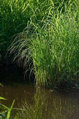 Water sedge grass Carex flava aquatilis near the river. Belarus