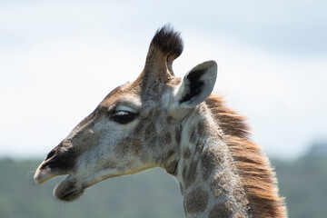 Giraffe head shot light sky back ground 