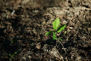 green sprout in the land