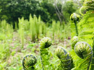 close up of fern in the garden