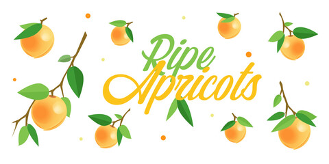 Ripe orange apricots on branches with green leaves. Cartoon vector illustration of fresh fruits on white background for leaflets, flyers, banners, posters, decor or print design