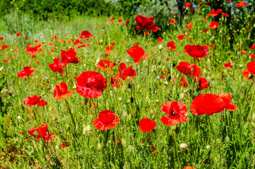 Field of flowering bright scarlet wild poppies