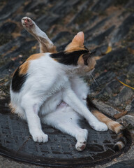 Fototapeta premium Gato lamiéndose en la calle.