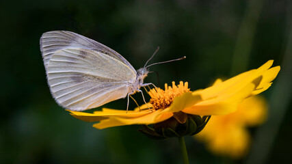 금계국과 나비(Coreopsis & Butterfly)