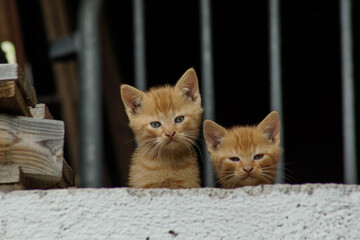 Junge Katzen