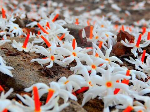 Shiuli also known as Parijat , is  a beautiful fragrant   night blooming flower blooms in Autumn in India and South Asian Countries . 