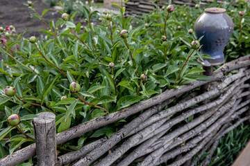 woven wooden fence of twigs with green plants behind it