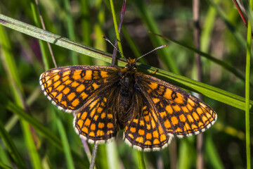 Heath Fritillary,
Melithaea athalia,
endangerd,
fritillary,
marsh fritillary.
silence,
Brush-footed butterfly,
brushfoots,
moth,
butterfly,
order Lepidoptera,
insectHeath Fritillary (Melitaea athalia)
